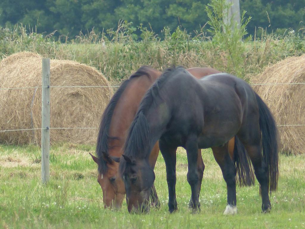 Paardenhof Guesthouse Esquelbecq Bagian luar foto